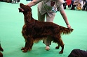 Crufts2011 615